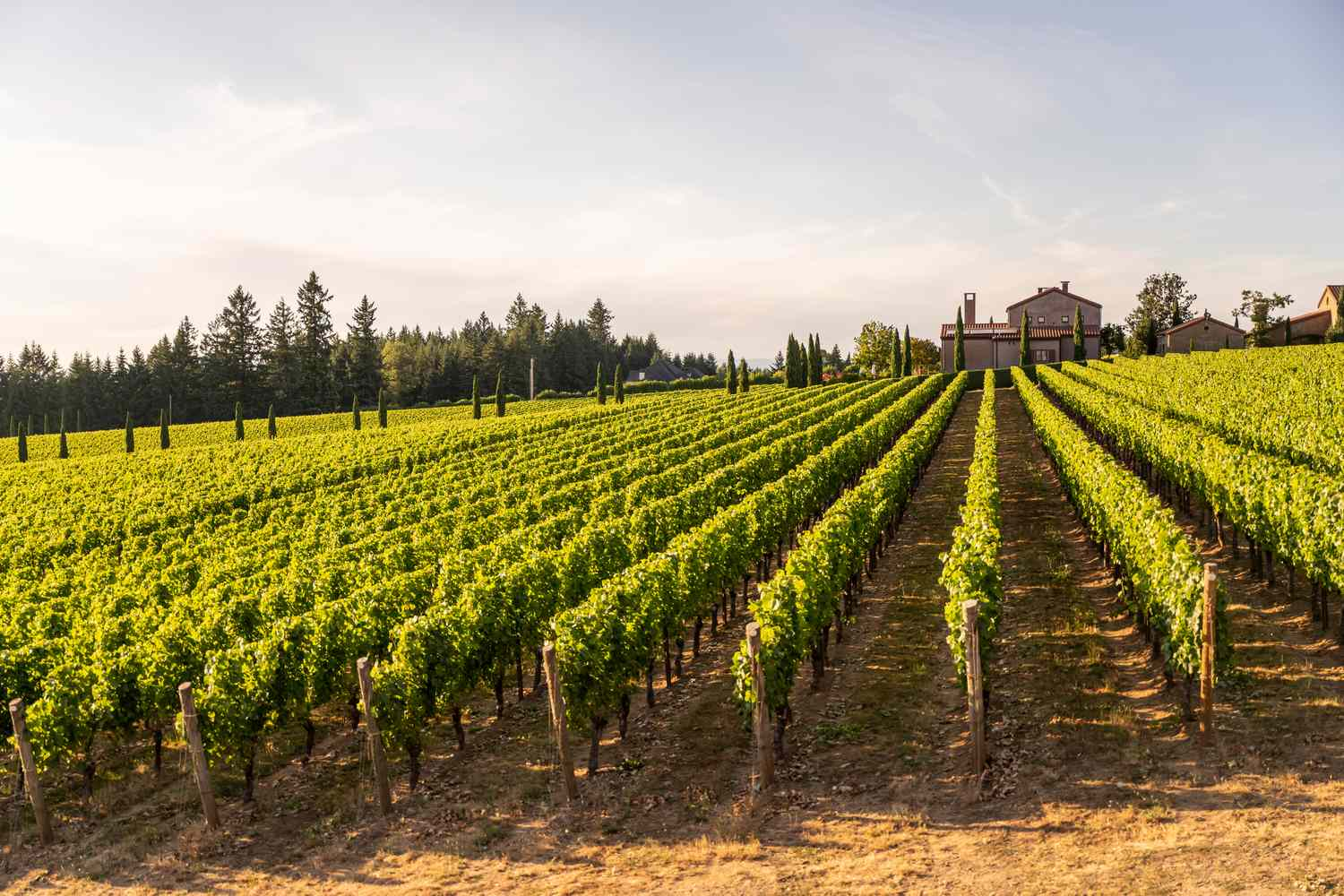 Vineyard